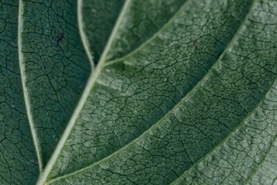 Leaf texture