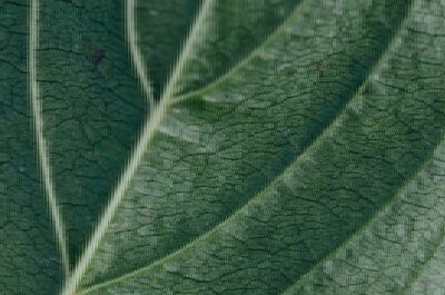 Leaf texture
