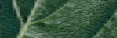 Leaf texture