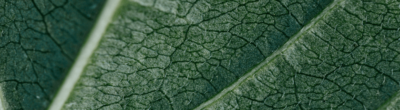 Leaf texture